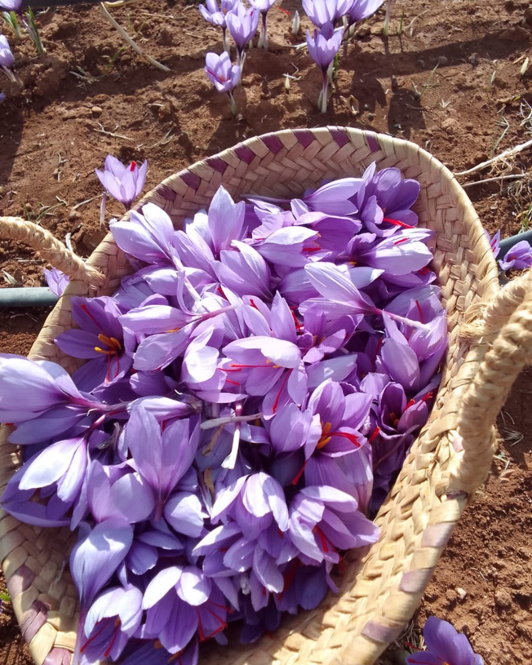 Infusion pour le stress : les bienfaits du safran et des plantes naturelles